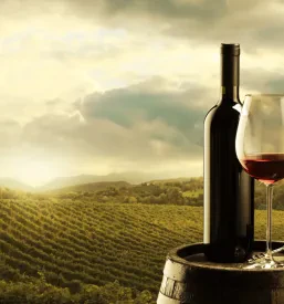 Izobraževanje na področju vinogradništva Savinjska