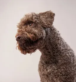 Pasji mladiči Lagotto Romagnolo Murska Sobota