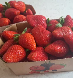 Domače jagode Dravograd