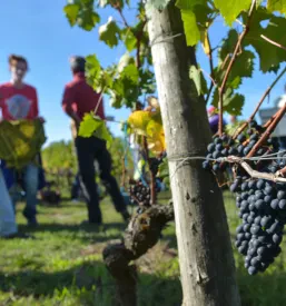 Izobraževanje na področju vinogradništva in kletarjenja Šentjur, Savinjska