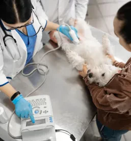 Veterinarska ambulanta in trgovina za male živali Ljubljana
