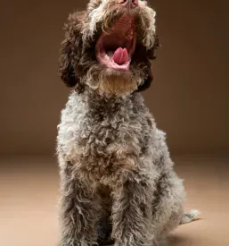 Prodaja pasjih mladičev Lagotto Romagnolo Murska Sobota, Pomurje, Slovenija