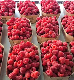 Domače maline Dravograd
