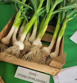 Sušena čebula in česnovi izdelki Ptuj