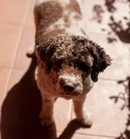 Pasji mladiči Lagotto Romagnolo Murska Sobota, Slovenija