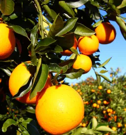 Sicilijanske pomaranče