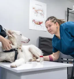 Veterinarska ambulanta za male živali Ljubljana