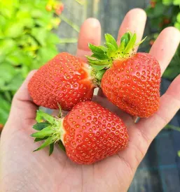Domače marmelade Dravograd