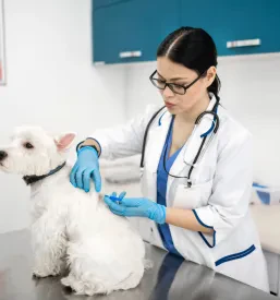 Veterinarska ordinacija Ljubljana