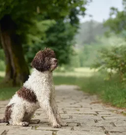 Prodaja pasjih mladičev Lagotto Romagnolo Pomurje
