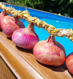 Nakup čebule na kmetiji Ptuj