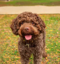 Prodaja pasjih mladičev Lagotto Romagnolo Murska Sobota