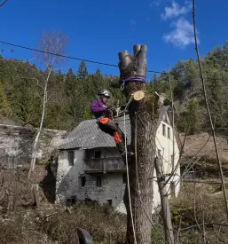 Arboristika Gorenjska
