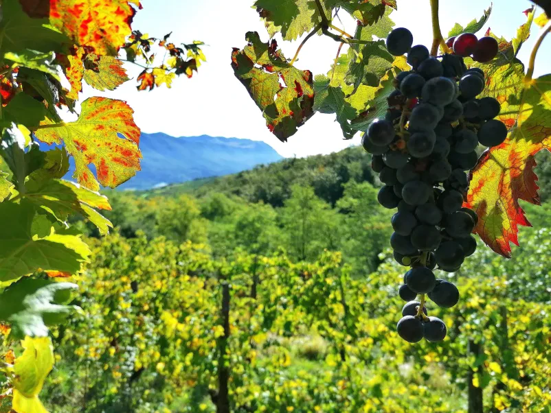 Par uživa v vinu na prostem Srečen par uživa ob kozarcu vina na prostem, sedi za leseno mizo in občuduje prelepo vinogradniško pokrajino Vipave.
