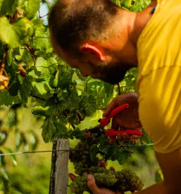 Degustacija vin