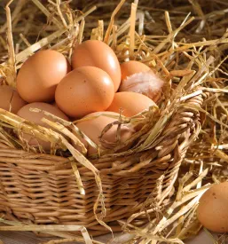 Skupina sveže znesenih jajc, zbranih v pleteni košari, leži na slami v prijetnem okolju hleva, kar poudarja njihovo naravnost.