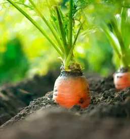 Podroben posnetek prikazuje sočno, oranžno korenje, ki ekološko raste v zemlji na polju, z zelenimi listi, ki se dvigajo nad površino in obljubljajo bogato letino.