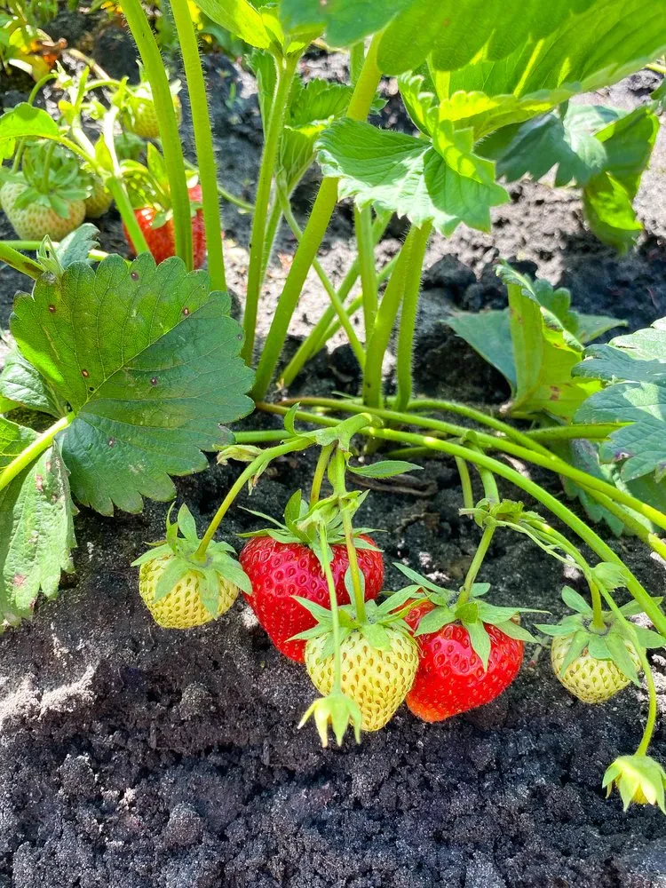 Bogato obroden grm jagod Velik grm zrelih rdečih in zelenih jagod, ki raste v vrtu. Slika prikazuje svežino in obilje naravnih domačih sadežev, pripravljenih za obiranje.
