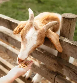 Prikupna koza z zadovoljstvom jé iz roke majhnega otroka. Interakcija med otrokom in živaljo, ki ponazarja čar kmečkega turizma in doživetij na kmetiji.