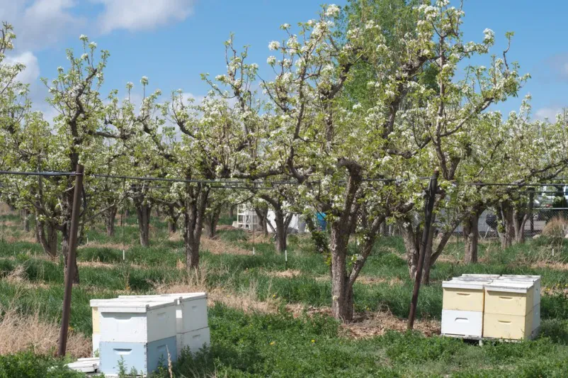 Cvetoči sadovnjak spomladi Prekrasen pomladni sadovnjak v polnem cvetju, z razporejenimi panji za opraševanje. Prizor spomladanskega jutra, ki obljublja bogato letino domačega sadja. To je tipičen prizor za Ekološka kmetija Jelčič Brežice.