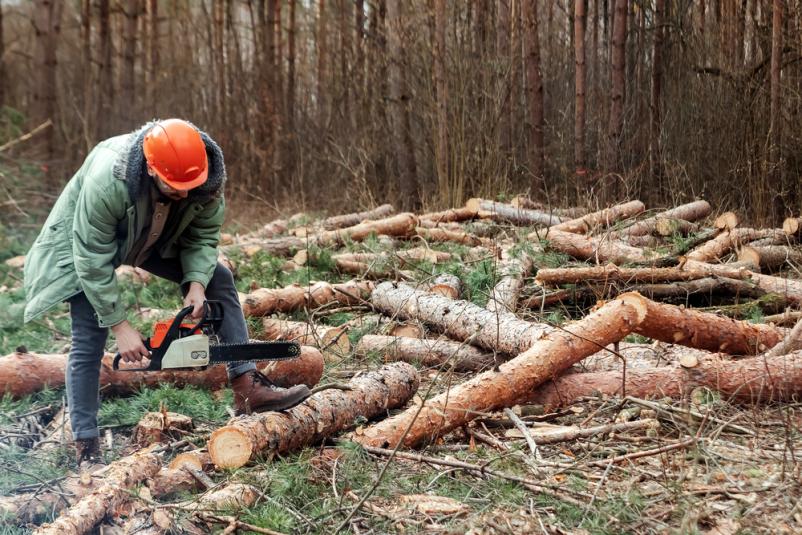 Gozdar v zaščitni opremi s chainsawom skrbno podira drevesa v gozdu. Varen posek dreves je vedno na prvem mestu, poudarja strokovnost.