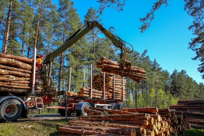 Gozdarski žerjav spretno naklada sveže posekane hlode na tovornjak. Zanesljive gozdarske storitve Notranjska vključujejo hiter in varen prevoz lesa.