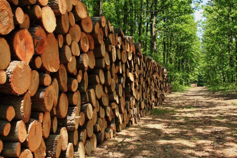 Velik kup sveže posekane hlodovine je zložene ob gozdni poti. Les je pripravljen za spravilo in prevoz, kar je pomemben del gozdarskih del.
