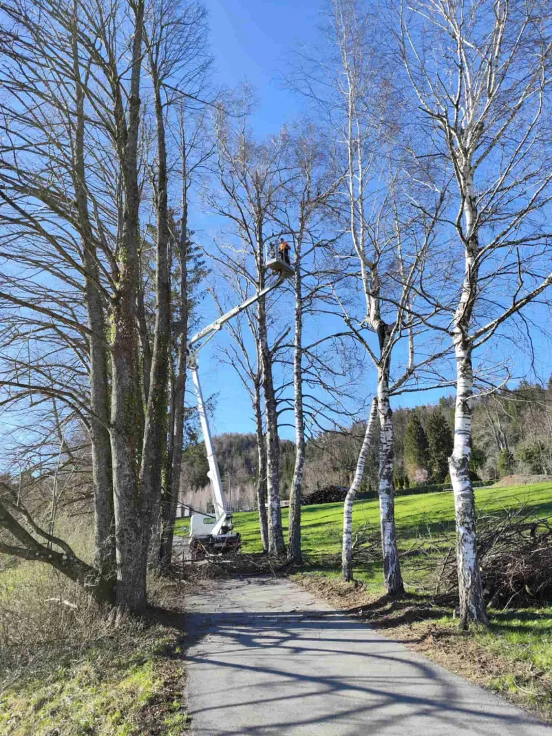 Delavec v delovni košari skrbno obrezuje visoko drevo ob cesti, s poudarkom na varnosti in natančnosti. Delavci izvajajo dela na višini.