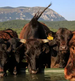 Šola jahanja Kras, Primorska