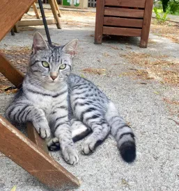Sterilizacija in kastracija mačk Ljubljana