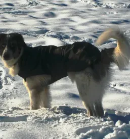 Najboljši veterinar za male živali v Ljubljani