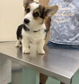 Najboljši veterinar Pomurje