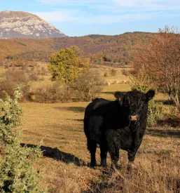 Šola jahanja Primorska