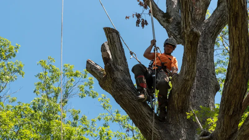 Arborist na drevesu obrezuje veje Delavec v oranžni srajci se s pomočjo vrvi in varnostne opreme povzpne visoko v drevo, da odstrani odmrle veje. Prizor poudarja zahtevnost dela na višini.