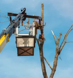Delavec z motorno žago v dvižni košari tovornjaka natančno obrezuje drevesne veje, kar zagotavlja varnost in učinkovitost pri delu na višini.