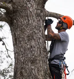Visoko kvalificiran arborist obrezuje drevo z uporabo tehnik vrvnega dostopa, kar zahteva izjemno spretnost in zagotavlja natančnost in varnost.