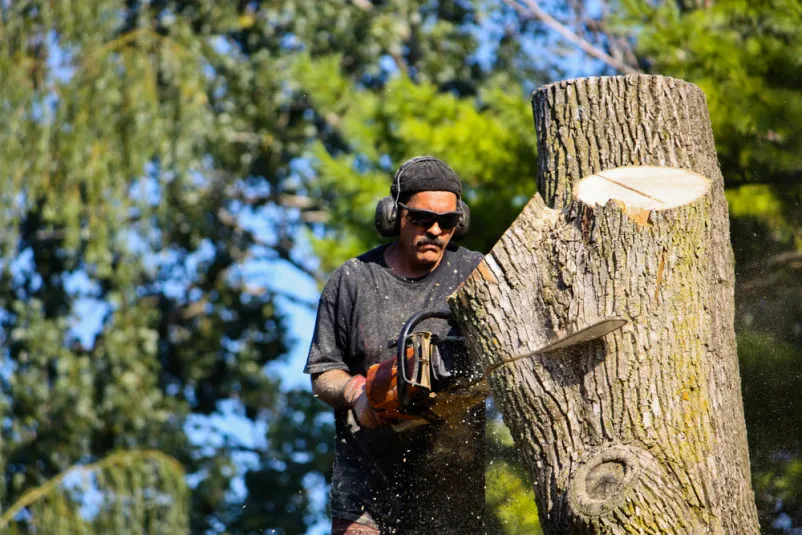 Moški s chainsawom reže deblo Izkušen gozdar s profesionalno motorno žago reže debelo drevesno deblo, kar je del dejavnosti arboristika in urejanje okolice Horjul Notranjska.