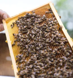 Čebelar uporablja dimnik ob panjih na čebelnjaku. Leseni panji so v zelenem vrtu, kar je značilno delovno okolje za Čebelarsko društvo Šentjanž, Posavje.