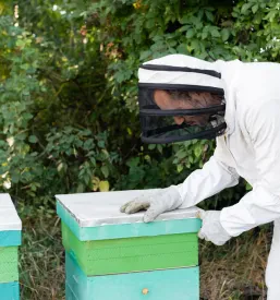 Čebelar v zaščitni obleki in čeladi previdno odpira čebelnjak na zunanjem čebelnjaku, da bi pregledal stanje družine in satja.