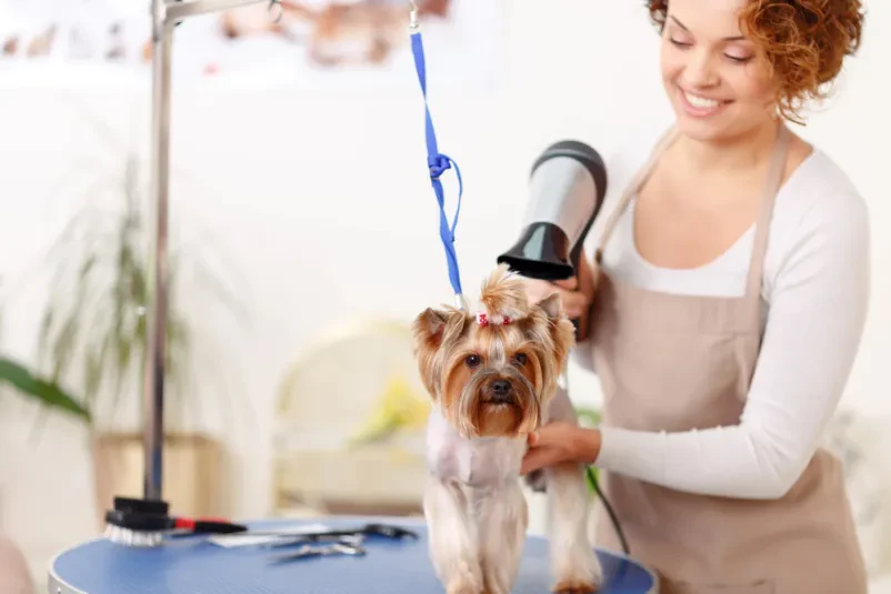 Sušenje dlake yorkshirskega terierja s sušilcem Yorkshire terier stoji na mizi, medtem ko mu groomer s profesionalnim sušilcem za lase skrbno oblikuje in suši dlako po kopanju.