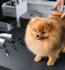 Moški groomer s škarjami in glavnikom natančno striže pomeranca špica, pri čemer se osredotoča na detajle za popolno obliko dlake.