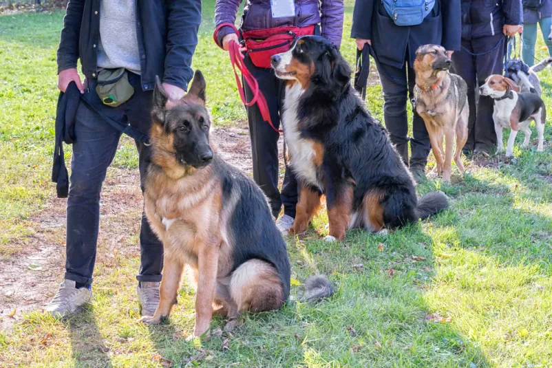Skupina psov z lastniki je zbrana v parku med tečajem poslušnosti, kjer pilijo svoje veščine in se učijo socializacije v skupinskem okolju.