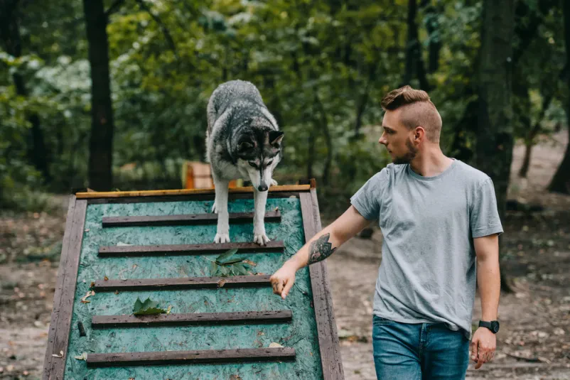 Profesionalni kinolog in sibirski haski premagujeta agility oviro med tekmovanjem, kar poudarja izjemno usklajenost in treniranost psa.
