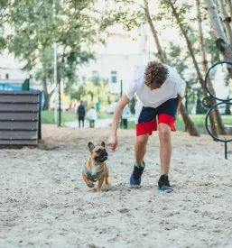 Mlad fant v parku strpno in z ljubeznijo uči svojega francoskega buldoga novih trikov in ukazov, kar krepi njuno vez.