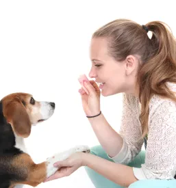 Beaglu je med treningom poslušnosti s pomočjo nagrade pokazano, kako naj poda taco, kar je ključen del učenja v Najboljša pasja šola Ljubljana.