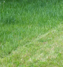 Vizualno jasen kontrast med sveže pokošeno in višjo zeleno travo v vrtu, poudarja pomen rednega vzdrževanja in nege.