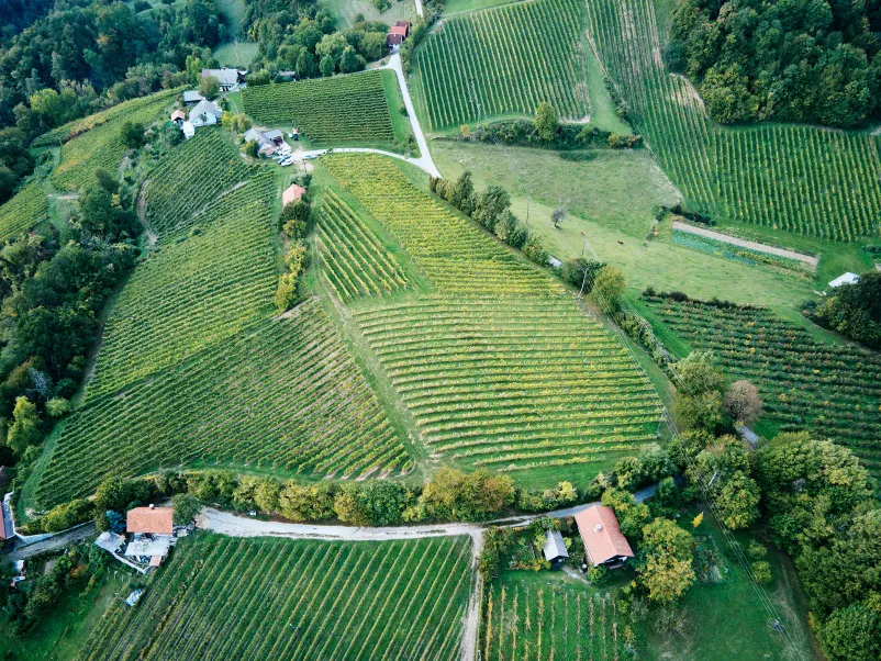 Čudovit pogled iz ptičje perspektive na razprostirajoče se vinograde in vinske trte v sončnem dnevu, prizorišče butične vinske kleti.