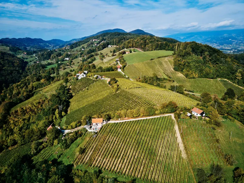 Panoramski posnetek posestva Meum z vinogradi in kletjo, ki ponuja vrhunska bela in rdeča butična vina Slovenija.