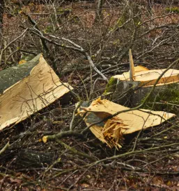 Sveže posekana debla bukve in hrasta ležijo na gozdnih tleh, kar kaže na strokovno gozdarsko delo in gospodarjenje z gozdom.
