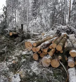 Celovite gozdarske storitve Štajerska